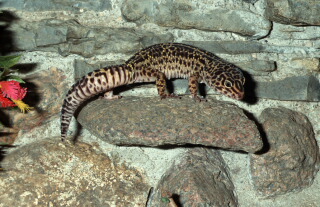 Leopardgecko Eublepharis macularius 