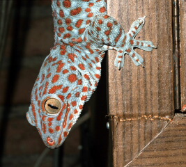 Tokeh oder Panthergecko Gekko gecko (LINNAEUS, 1758)