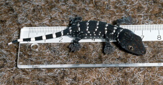 Tokeh oder Panthergecko Gekko gecko (LINNAEUS, 1758)